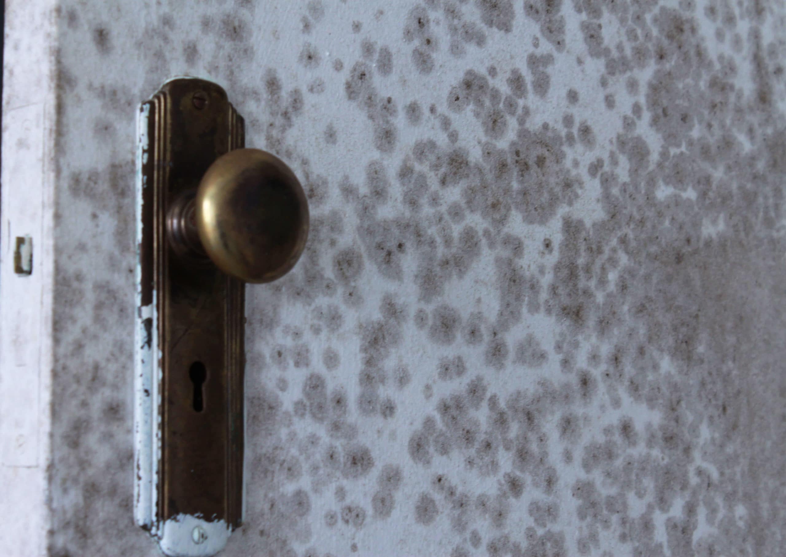 Outsmart Mold in Houses Proven Strategies for Home Sellers HomeGo