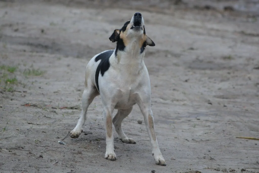 barking neighbor dog