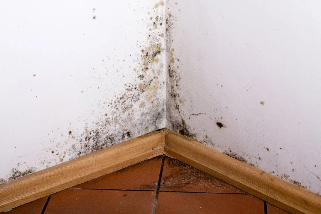 we buy houses any condition including mold
