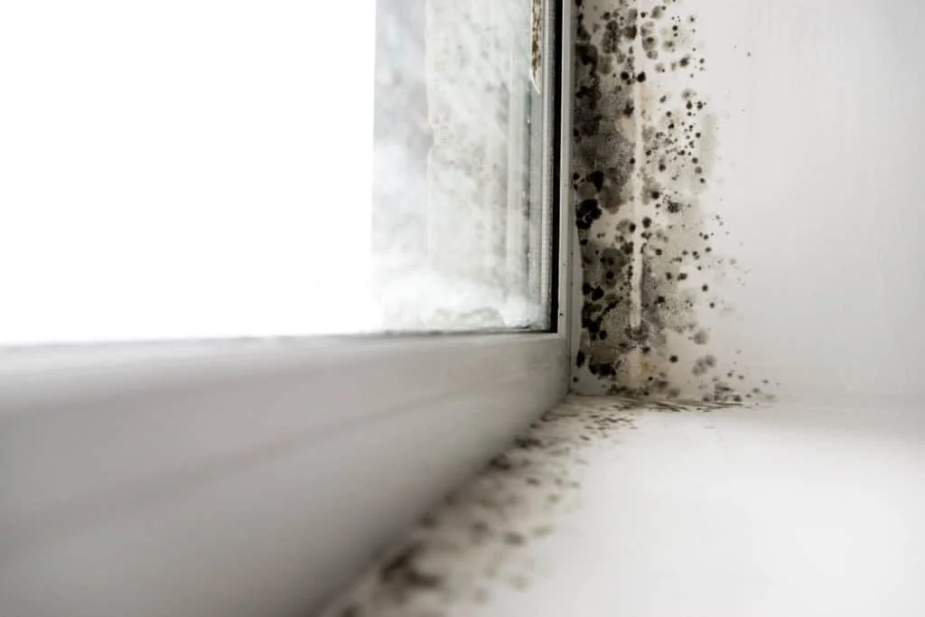 mold after house flooded